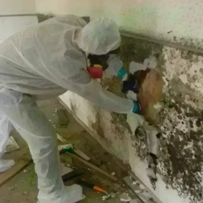 Mold Remediation and Removal in Mineral County, MT